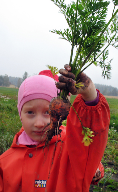 Eskarit korjaavat satoa luomutilalla